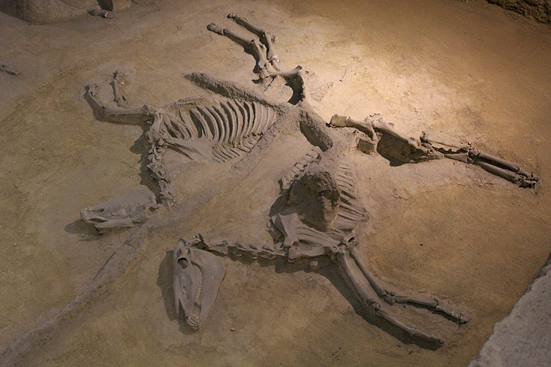 Лоян, Музей Императорских Повозок (Luoyang, Museum of Luoyang Eastern Zhou Royal Horse and Chariot Pits)