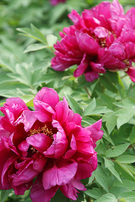 Лоян, Лоянский Ботанический Сад (Luoyang, Luoyang Botanical Garden)