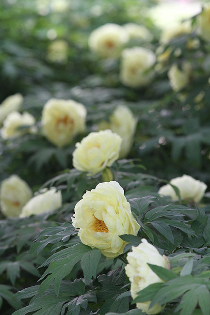 Лоян, Лоянский Ботанический Сад (Luoyang, Luoyang Botanical Garden)