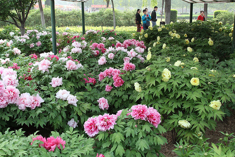 Лоян, Лоянский Ботанический Сад (Luoyang, Luoyang Botanical Garden)