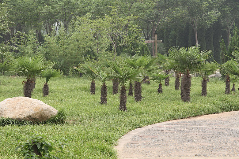 Лоян, Лоянский Ботанический Сад (Luoyang, Luoyang Botanical Garden)