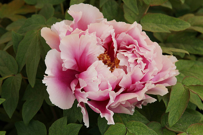 Лоян, Лоянский Ботанический Сад (Luoyang, Luoyang Botanical Garden)