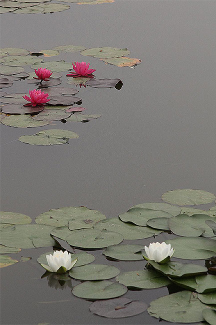 Лоян, Лоянский Ботанический Сад (Luoyang, Luoyang Botanical Garden)