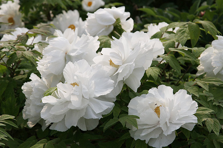 Лоян, Лоянский Ботанический Сад (Luoyang, Luoyang Botanical Garden)