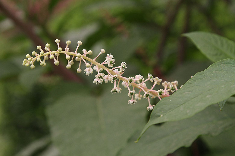 Лоян, Лоянский Ботанический Сад (Luoyang, Luoyang Botanical Garden)