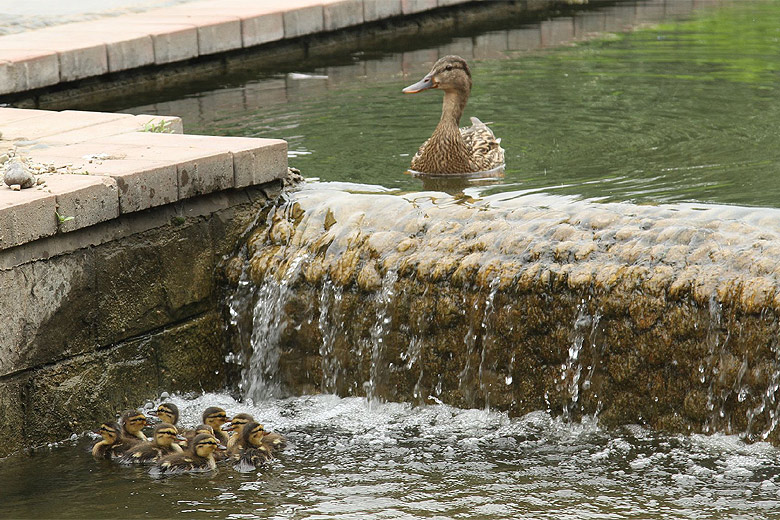 Лоян, Лоянский Ботанический Сад (Luoyang, Luoyang Botanical Garden)