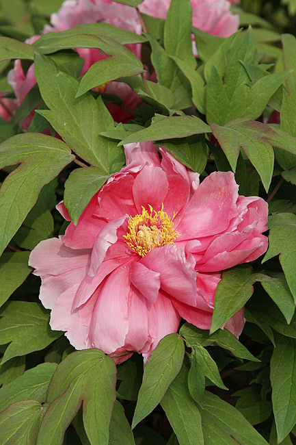 Лоян, Лоянский Ботанический Сад (Luoyang, Luoyang Botanical Garden)