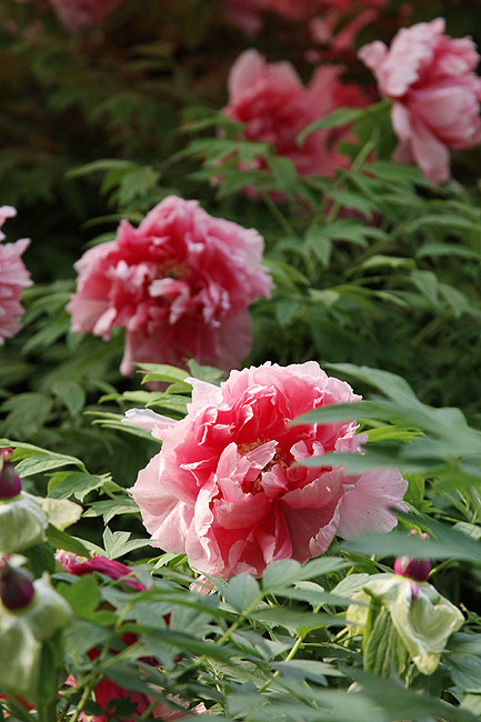 Лоян, Лоянский Ботанический Сад (Luoyang, Luoyang Botanical Garden)