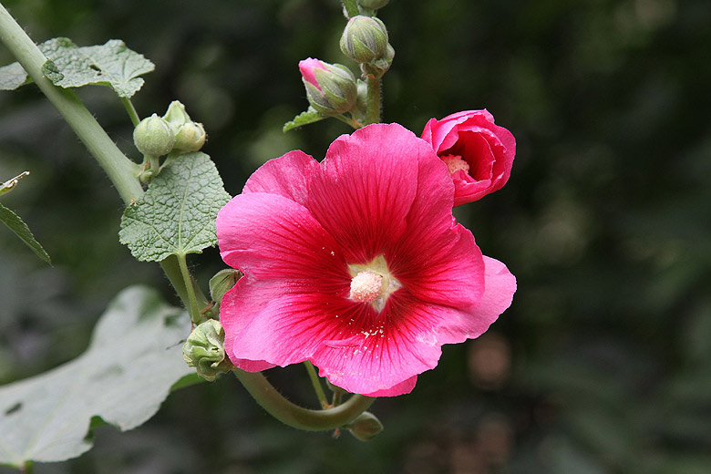 Лоян, Лоянский Ботанический Сад (Luoyang, Luoyang Botanical Garden)
