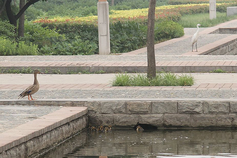 Лоян, Лоянский Ботанический Сад (Luoyang, Luoyang Botanical Garden)