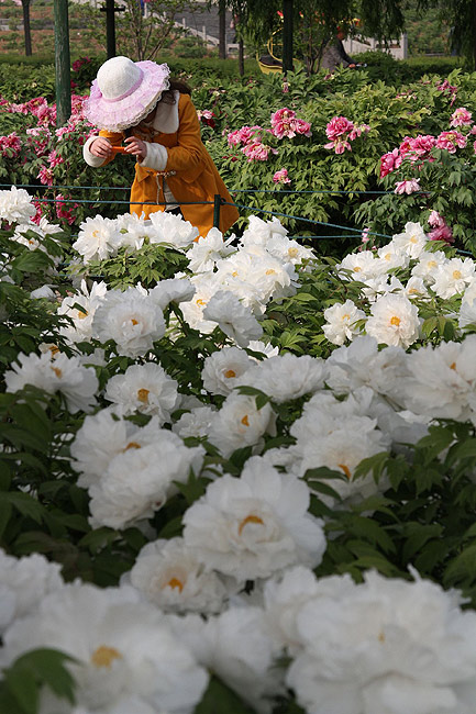 Лоян, Лоянский Ботанический Сад (Luoyang, Luoyang Botanical Garden)