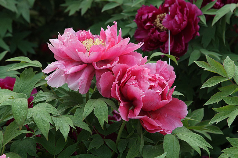 Лоян, Лоянский Ботанический Сад (Luoyang, Luoyang Botanical Garden)