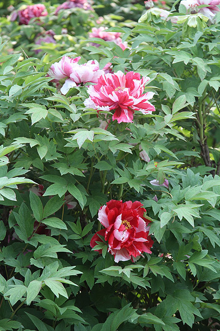 Лоян, Лоянский Ботанический Сад (Luoyang, Luoyang Botanical Garden)
