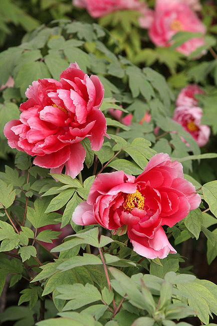 Лоян, Лоянский Ботанический Сад (Luoyang, Luoyang Botanical Garden)
