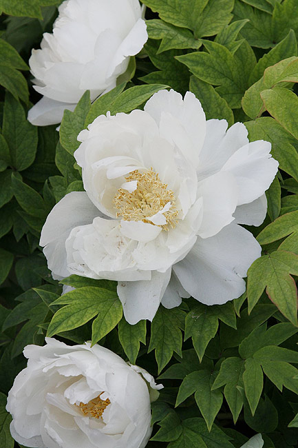 Лоян, Лоянский Ботанический Сад (Luoyang, Luoyang Botanical Garden)