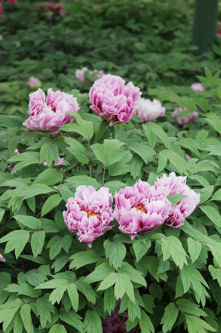 Лоян, Лоянский Ботанический Сад (Luoyang, Luoyang Botanical Garden)