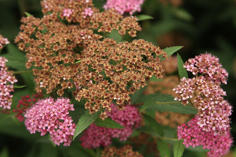 Лоян, Лоянский Ботанический Сад (Luoyang, Luoyang Botanical Garden)