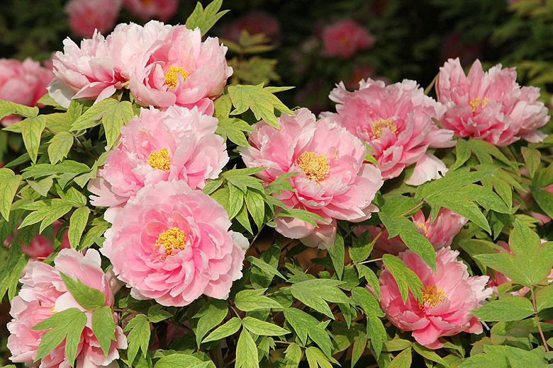 Лоян, Лоянский Ботанический Сад (Luoyang, Luoyang Botanical Garden)