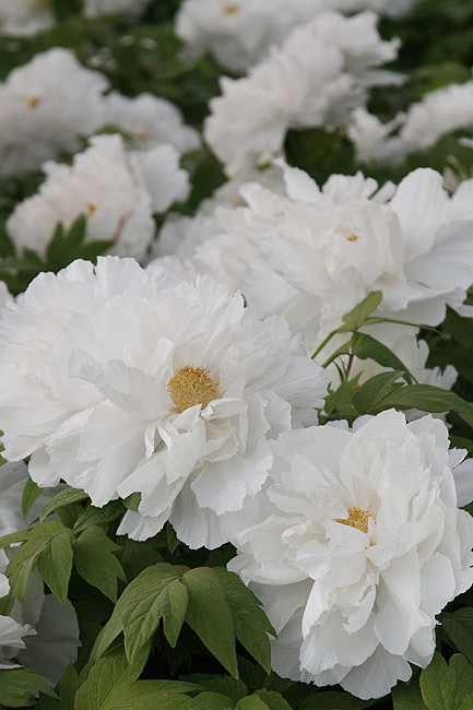 Лоян, Лоянский Ботанический Сад (Luoyang, Luoyang Botanical Garden)