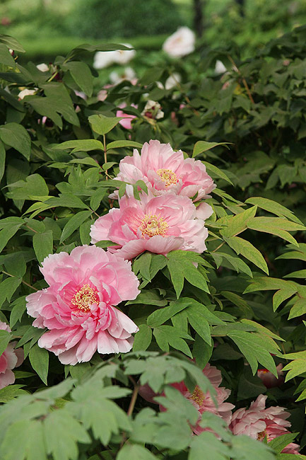 Лоян, Лоянский Ботанический Сад (Luoyang, Luoyang Botanical Garden)