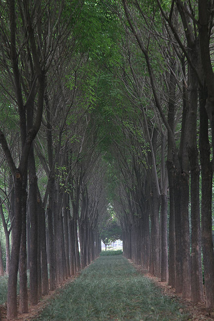 Лоян, Лоянский Ботанический Сад (Luoyang, Luoyang Botanical Garden)