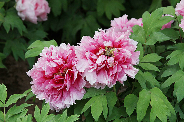 Лоян, Лоянский Ботанический Сад (Luoyang, Luoyang Botanical Garden)