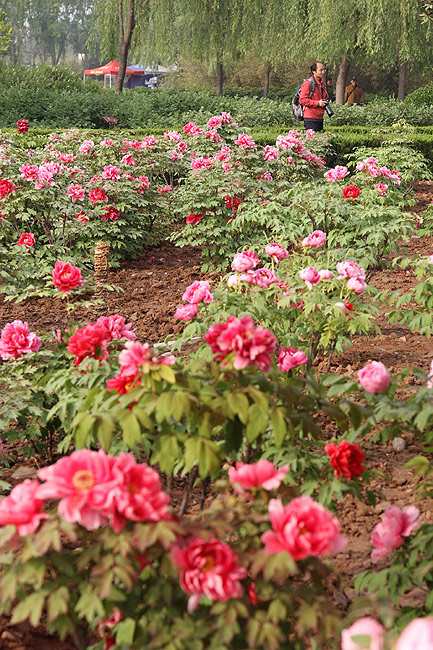 Лоян, Лоянский Ботанический Сад (Luoyang, Luoyang Botanical Garden)
