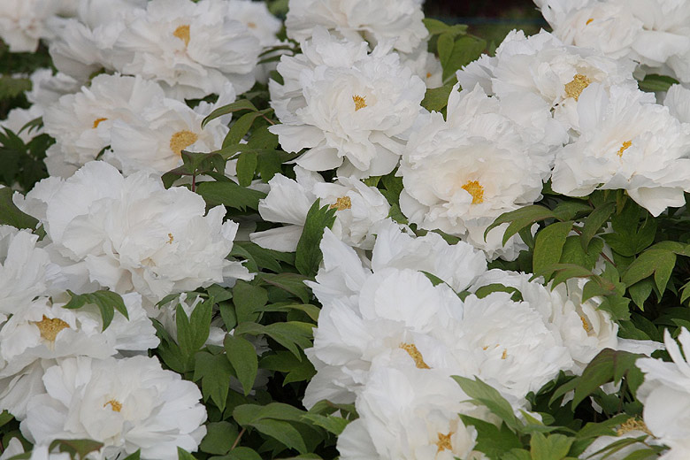 Лоян, Лоянский Ботанический Сад (Luoyang, Luoyang Botanical Garden)
