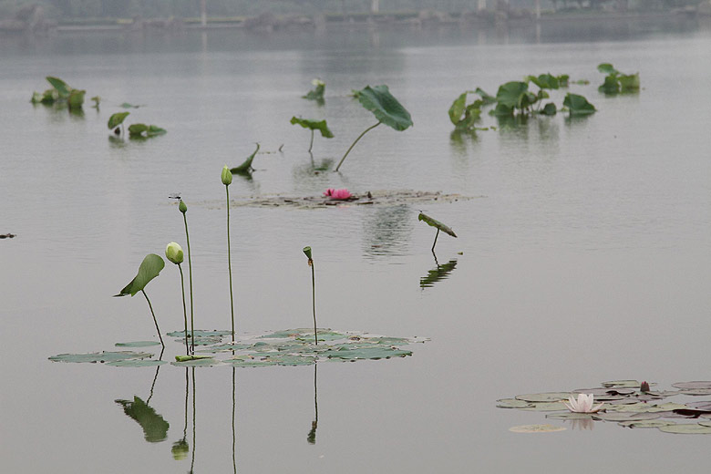 Лоян, Лоянский Ботанический Сад (Luoyang, Luoyang Botanical Garden)