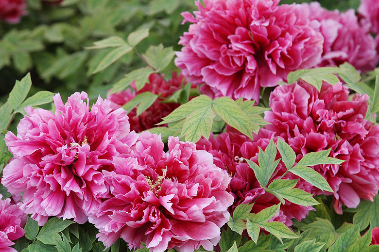Лоян, Лоянский Ботанический Сад (Luoyang, Luoyang Botanical Garden)