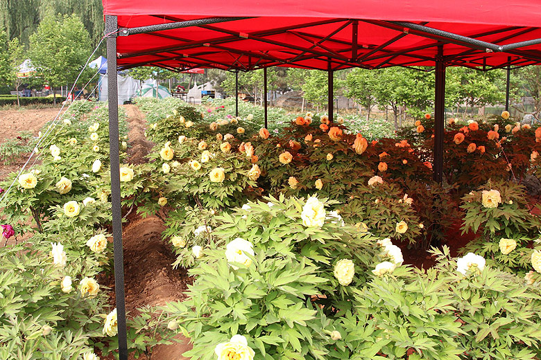 Лоян, Лоянский Ботанический Сад (Luoyang, Luoyang Botanical Garden)