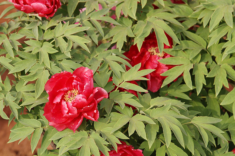 Лоян, Лоянский Ботанический Сад (Luoyang, Luoyang Botanical Garden)