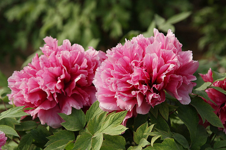 Лоян, Лоянский Ботанический Сад (Luoyang, Luoyang Botanical Garden)