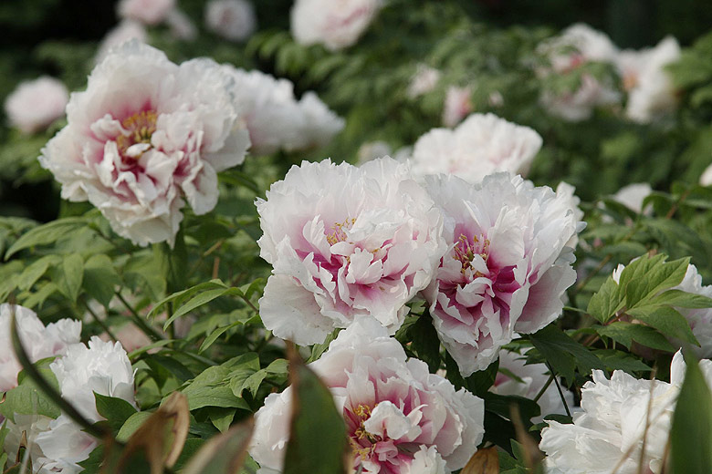 Лоян, Лоянский Ботанический Сад (Luoyang, Luoyang Botanical Garden)