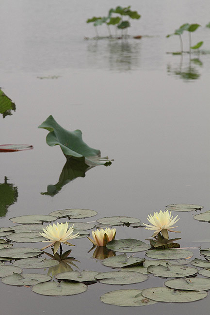 Лоян, Лоянский Ботанический Сад (Luoyang, Luoyang Botanical Garden)
