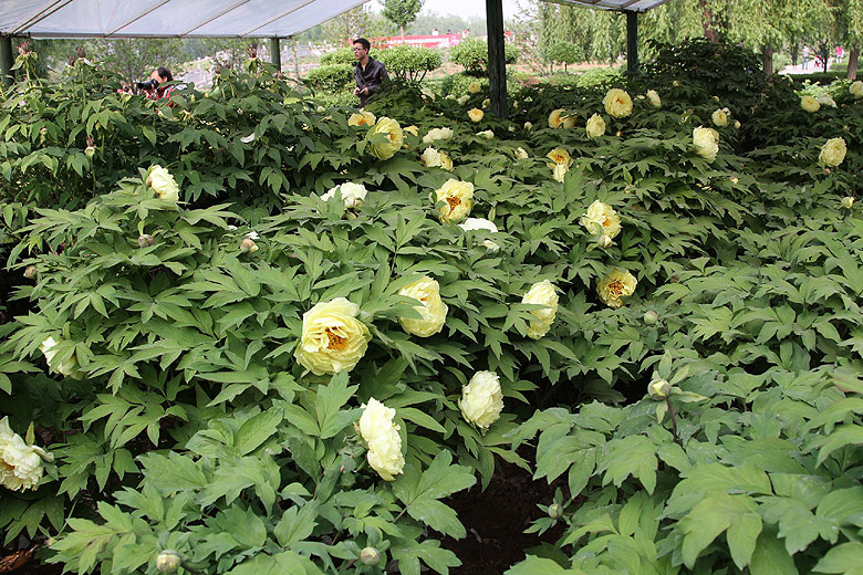 Лоян, Лоянский Ботанический Сад (Luoyang, Luoyang Botanical Garden)