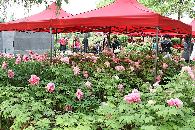 Лоян, Лоянский Ботанический Сад (Luoyang, Luoyang Botanical Garden)
