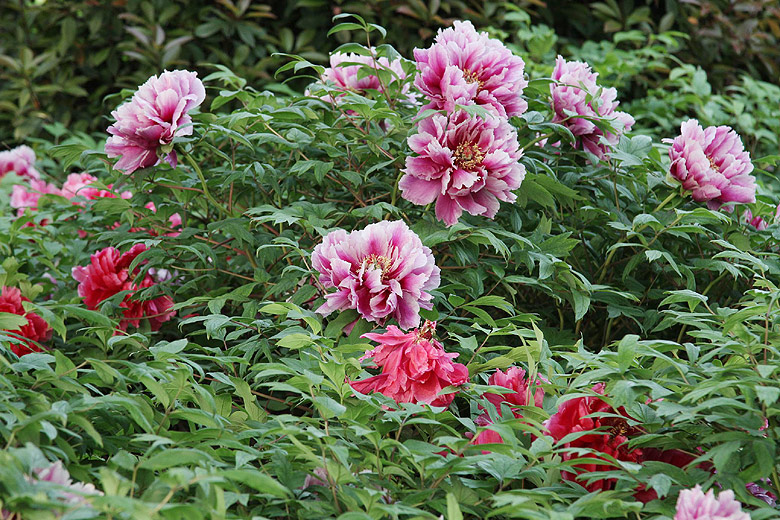 Лоян, Лоянский Ботанический Сад (Luoyang, Luoyang Botanical Garden)