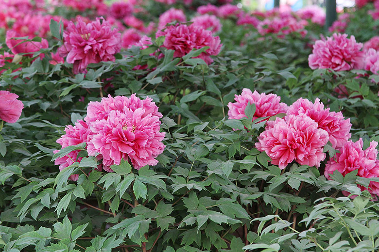 Лоян, Лоянский Ботанический Сад (Luoyang, Luoyang Botanical Garden)
