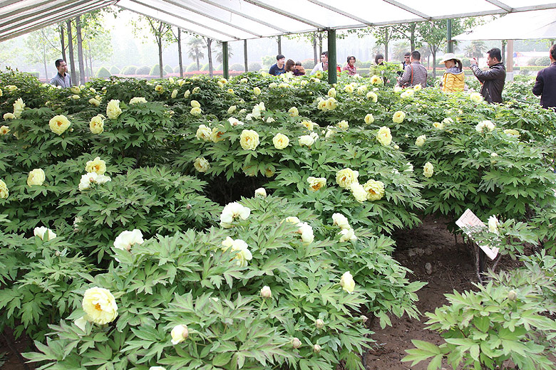 Лоян, Лоянский Ботанический Сад (Luoyang, Luoyang Botanical Garden)
