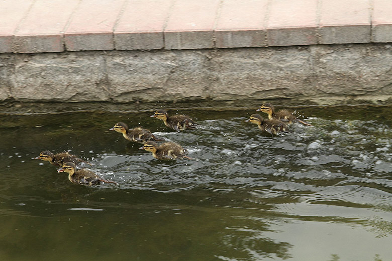 Лоян, Лоянский Ботанический Сад (Luoyang, Luoyang Botanical Garden)
