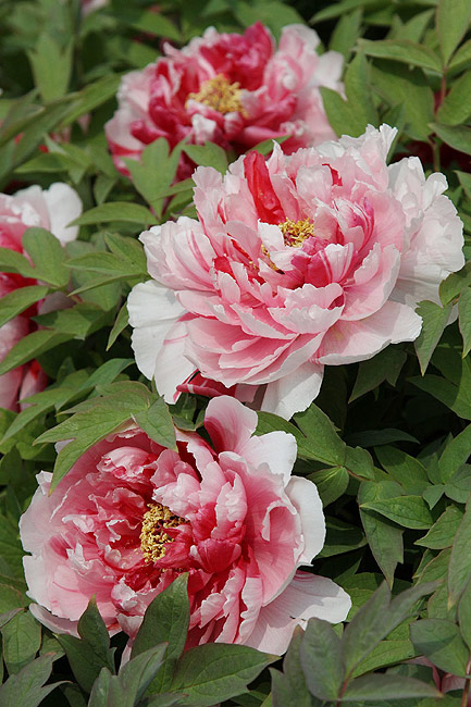 Лоян, Лоянский Международный Сад Пионов (Luoyang, Luoyang International Peony Garden)