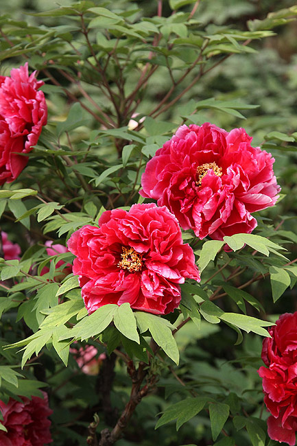 Лоян, Лоянский Международный Сад Пионов (Luoyang, Luoyang International Peony Garden)