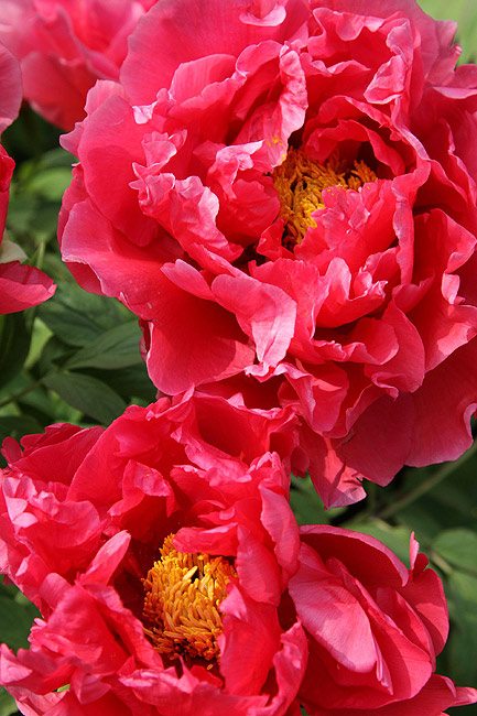 Лоян, Лоянский Международный Сад Пионов (Luoyang, Luoyang International Peony Garden)