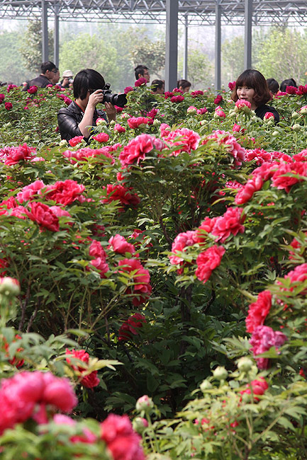 Лоян, Лоянский Международный Сад Пионов (Luoyang, Luoyang International Peony Garden)