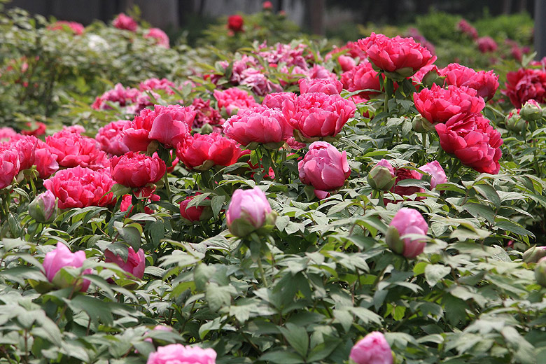 Лоян, Лоянский Международный Сад Пионов (Luoyang, Luoyang International Peony Garden)