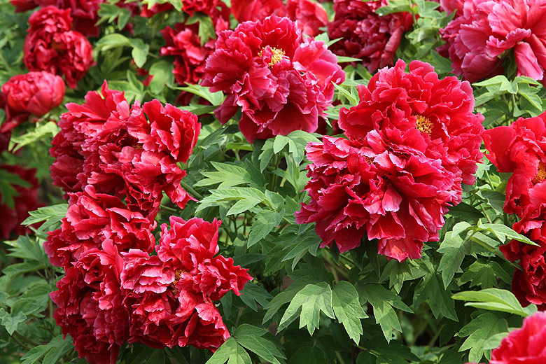 Лоян, Лоянский Международный Сад Пионов (Luoyang, Luoyang International Peony Garden)