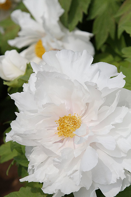 Лоян, Лоянский Международный Сад Пионов (Luoyang, Luoyang International Peony Garden)