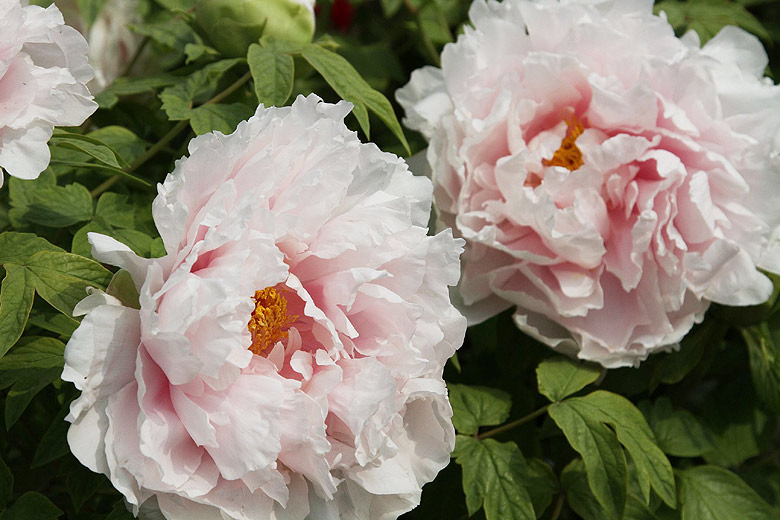 Лоян, Лоянский Международный Сад Пионов (Luoyang, Luoyang International Peony Garden)