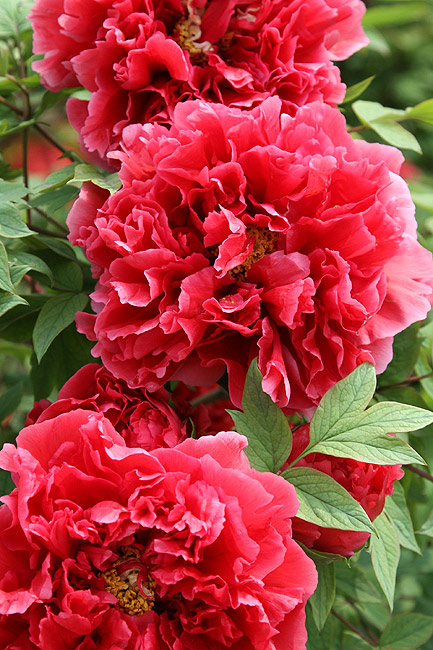 Лоян, Лоянский Международный Сад Пионов (Luoyang, Luoyang International Peony Garden)